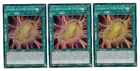Cocoon of Ultra Evolution