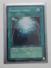 Ancient Forest