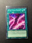 Basal Rose Shoot