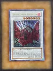 Black Rose Dragon