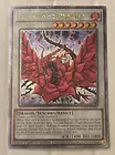 Black Rose Dragon