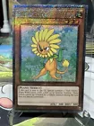 Dandylion
