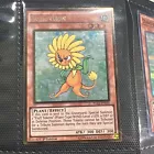 Dandylion