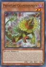 Predaplant Chlamydosundew