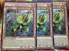 Predaplant Chlamydosundew