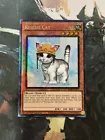 Rescue Cat