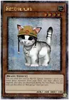 Rescue Cat