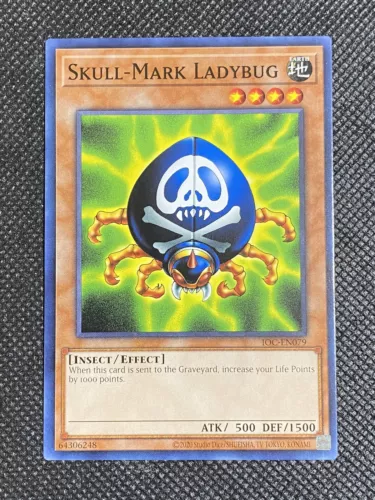 Skull-Mark Ladybug