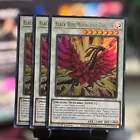 Black Rose Moonlight Dragon