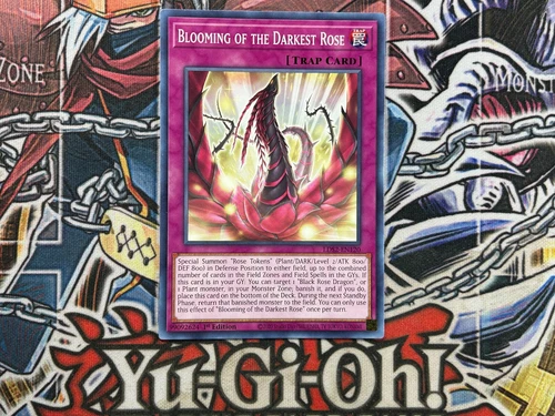 Blooming of the Darkest Rose