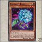 Brilliant Rose