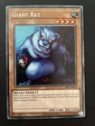 Giant Rat