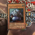 Giant Rat