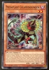 Predaplant Chlamydosundew