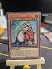 Rescue Ferret