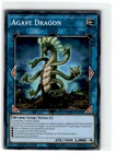 Agave Dragon