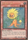 Dandylion