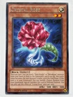 Brilliant Rose
