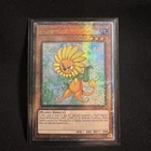 Dandylion