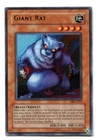 Giant Rat