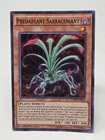 Predaplant Sarraceniant