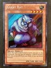 Giant Rat