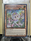 Mulcharmy Meowls