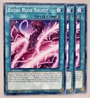 Basal Rose Shoot