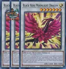 Black Rose Moonlight Dragon
