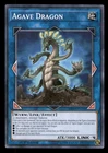 Agave Dragon