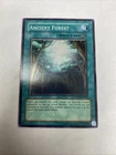 Ancient Forest