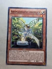 Aromaseraphy Angelica
