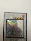 Black Rose Dragon