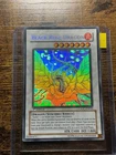 Black Rose Dragon