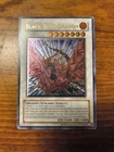 Black Rose Dragon