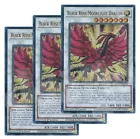 Black Rose Moonlight Dragon