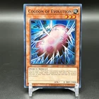Cocoon of Evolution