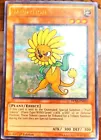 Dandylion