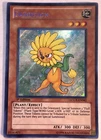 Dandylion