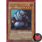 Giant Rat