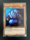 Giant Rat