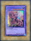 Invoked Magellanica