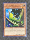 Larvae Moth