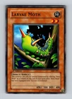 Larvae Moth
