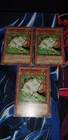 Nimble Momonga