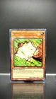 Nimble Momonga