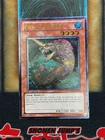 Piercing Moray